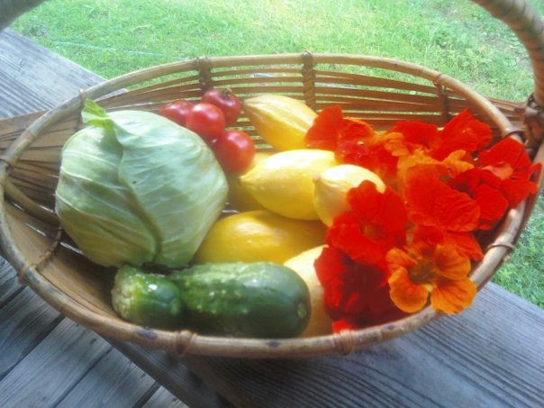 fresh picked vegetables in a basket: cucumbers, squash, tomatoes, cabbage