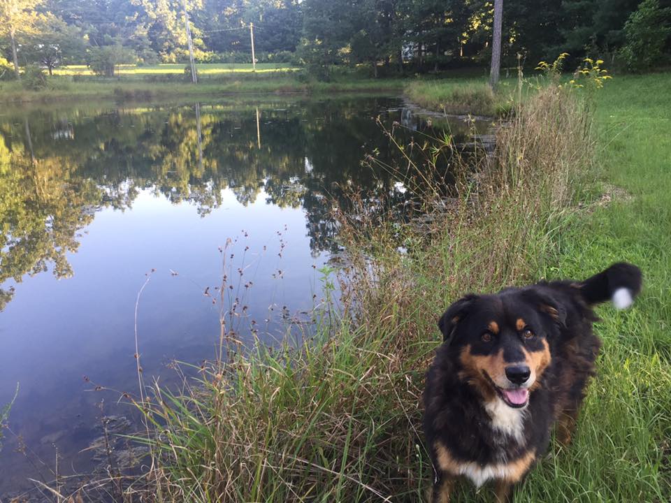 Levi at the pond