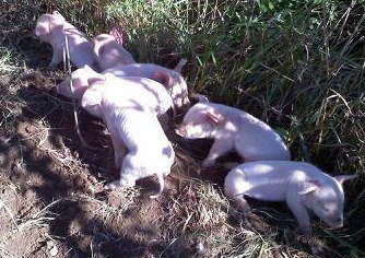 Piglets on the Davis farm 2009