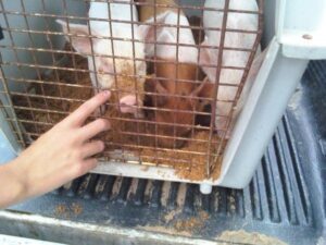 three piglets in pet crate