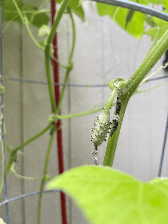 2026-cucumber1 Baby cucumber on the vine