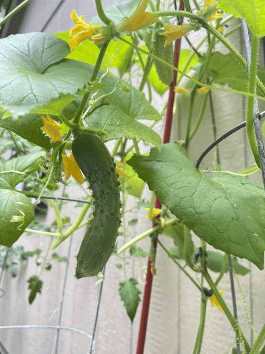 Cucumber growing on the vine