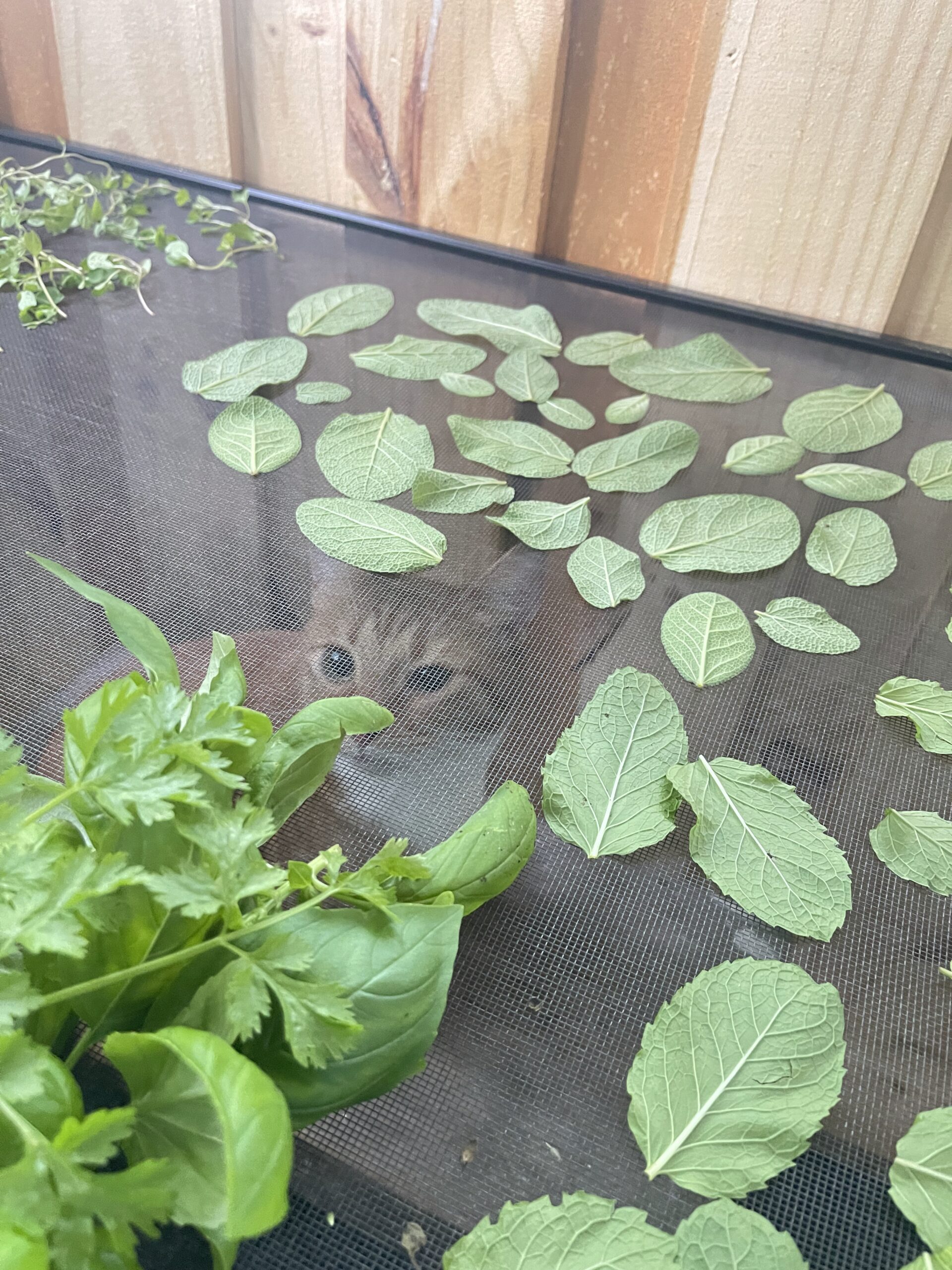 herb-haul-with-Ringo harvest from herbs on drying screen with Ringo my ginger cat