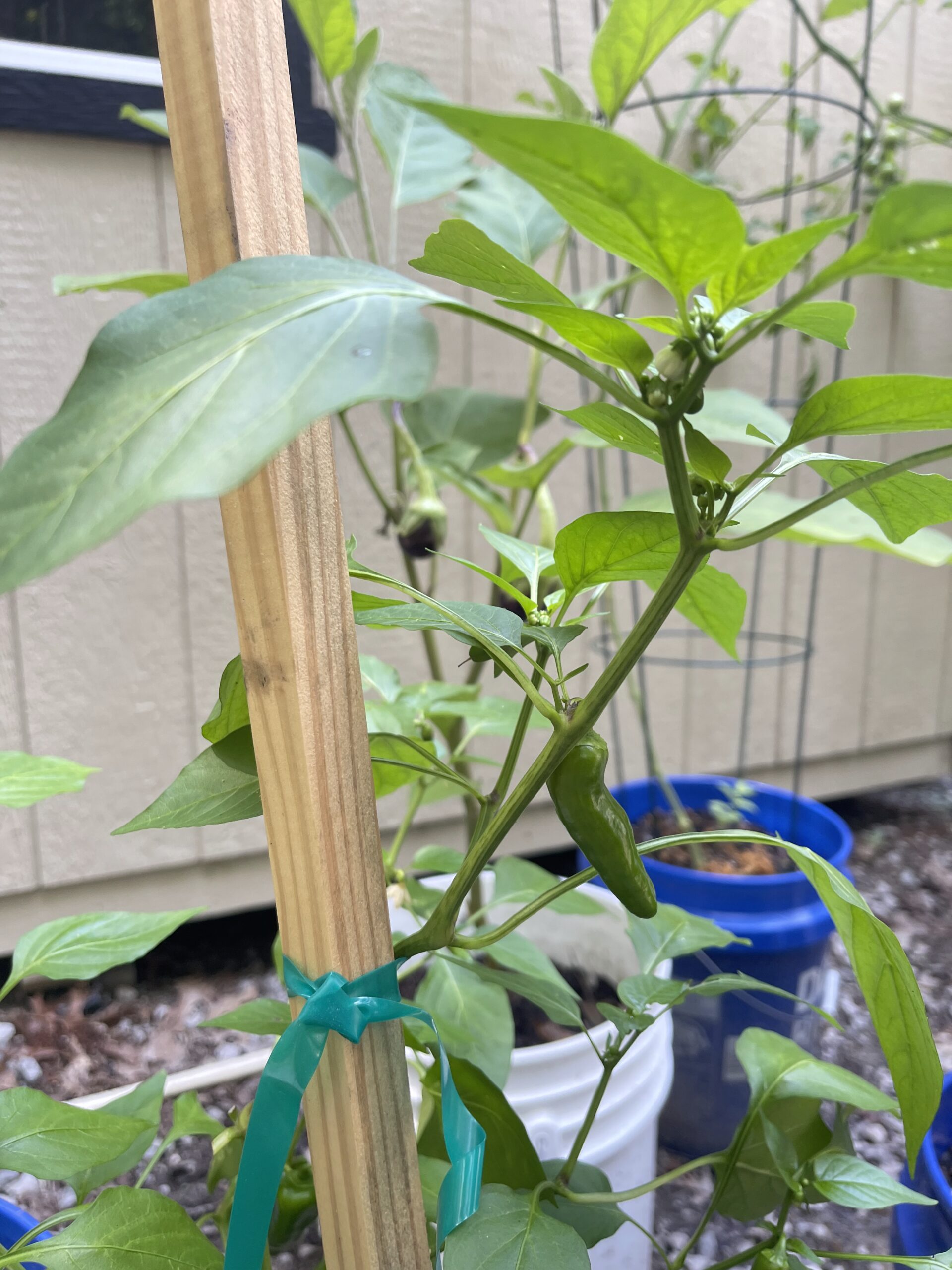 peppers-eggplant sweet peppers and eggplants growing in containers