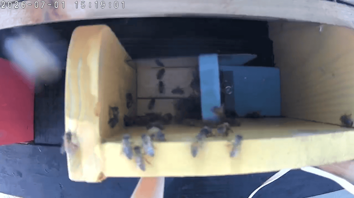 TP-Link Tapo C206 Hybrid Cam 14 inches away from bee house wall TP-Link Tapo C206 Hybrid Cam 14 inches away from bee house wall