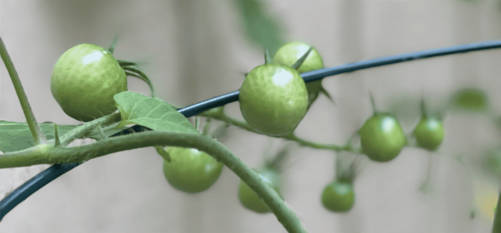 cherry tomatoes on the vine