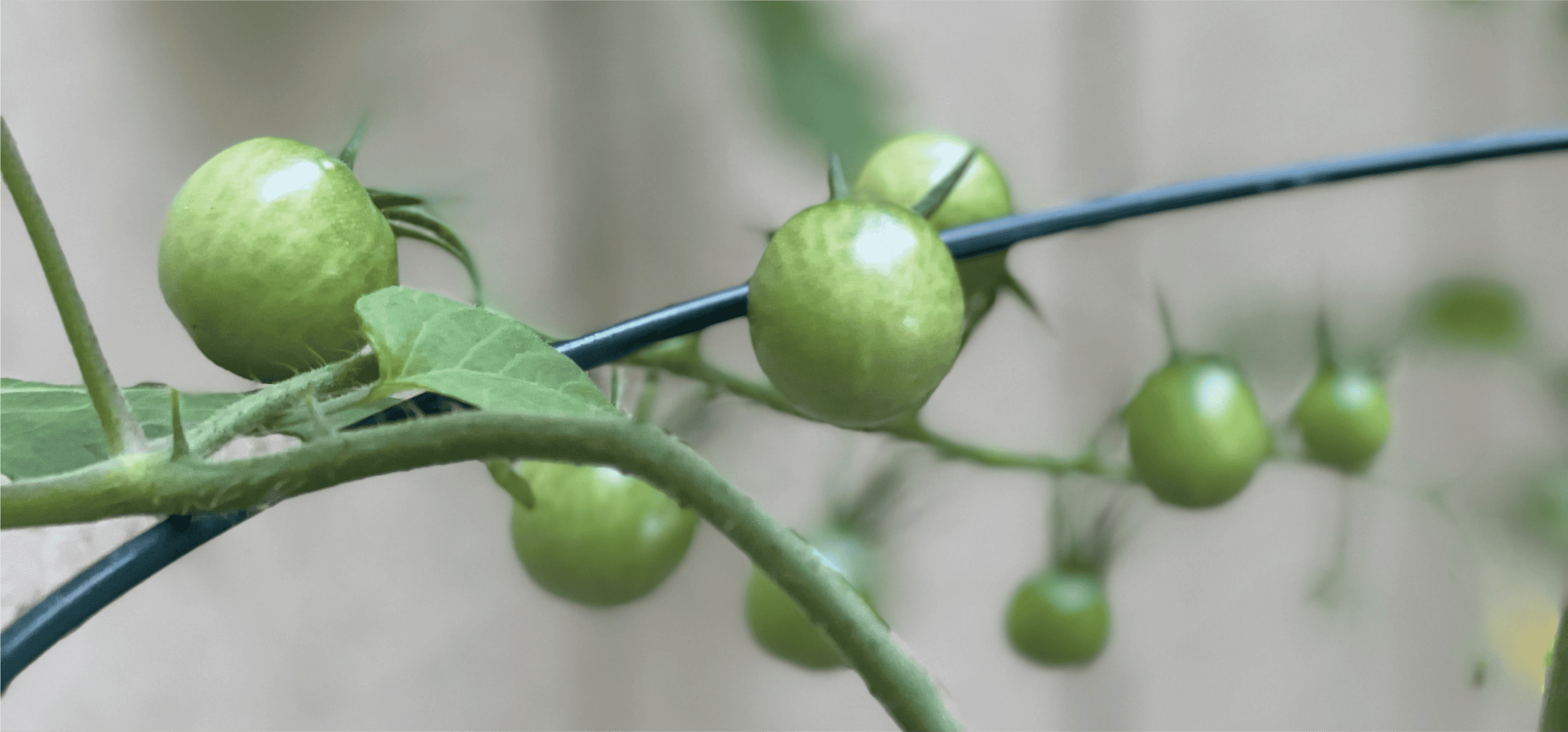 cherry tomatoes on the vine