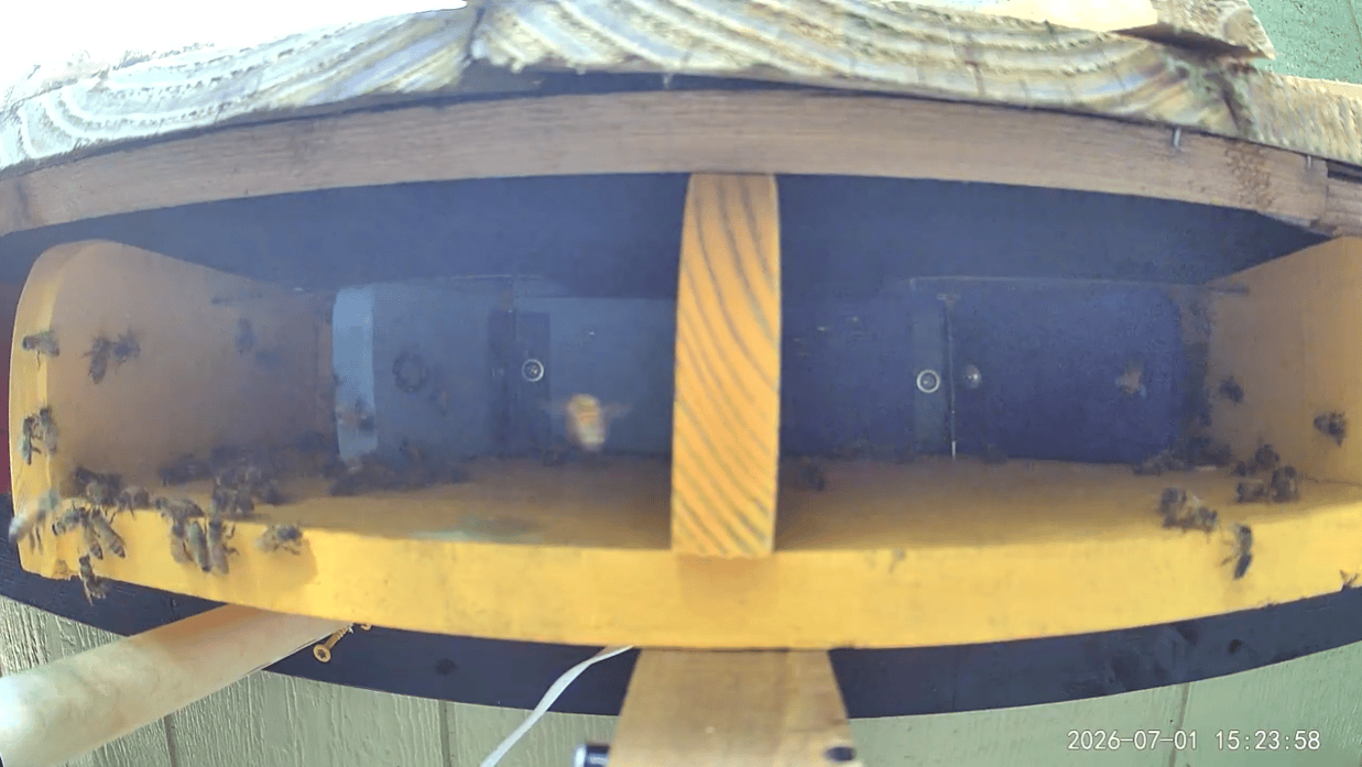 Wyze Cam V4 Wyze Cam V4 set up 14 inches away from hive entrance